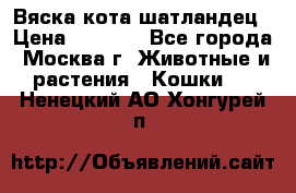 Вяска кота шатландец › Цена ­ 1 000 - Все города, Москва г. Животные и растения » Кошки   . Ненецкий АО,Хонгурей п.